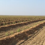 Soil amendments, compost, and nitrogen-stabilized materials from My Bark California - agriculture