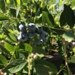 agriculture - blueberries
